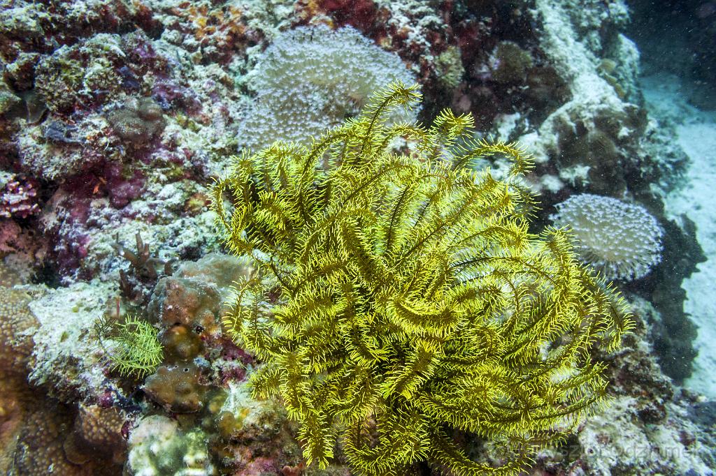 philippines,panglao,diving,scuba,underwater,photo,gallery,fish,anemonefish,clownfish,coral reef,lilies