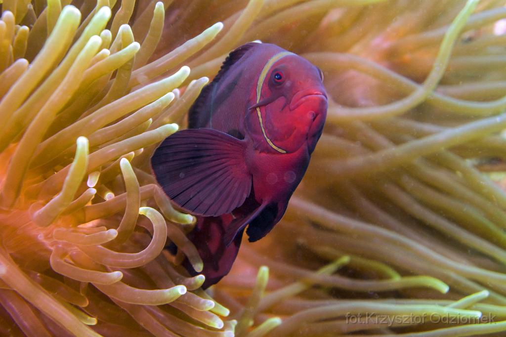 philippines,panglao,diving,scuba,underwater,photo,gallery,fish,anemonefish,clownfish,coral reef