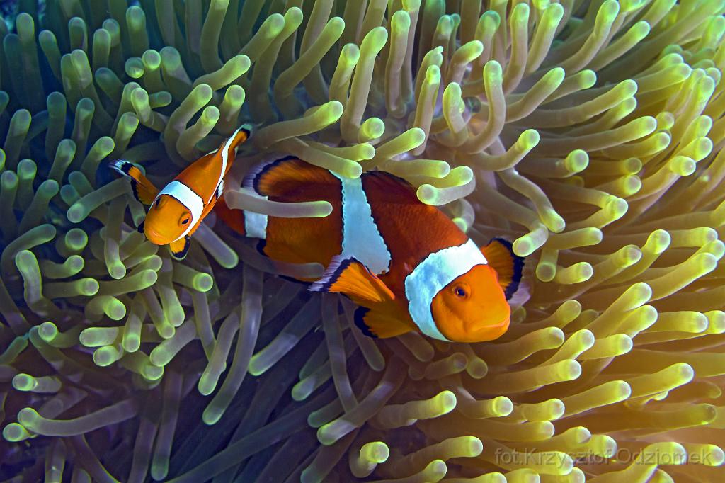 philippines,panglao,diving,scuba,underwater,photo,gallery,fish,anemonefish,clownfish,coral reef