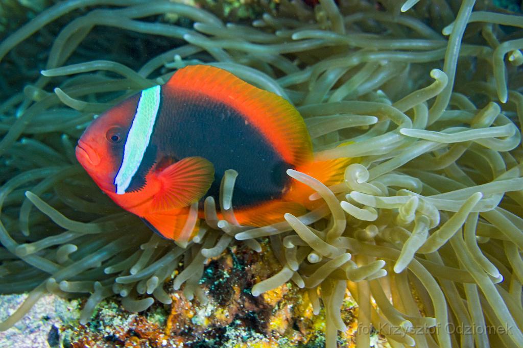 philippines,panglao,diving,scuba,underwater,photo,gallery,fish,red anemonefish,clownfish,coral reef