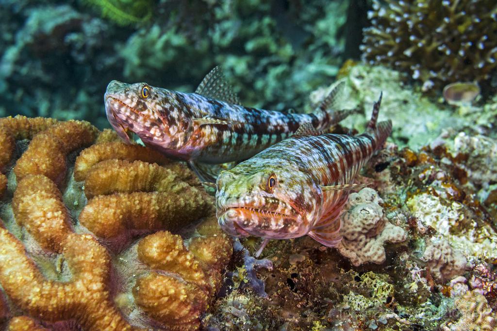 philippines,panglao,diving,scuba,underwater,photo,gallery,fish,lizardfish,coral reef