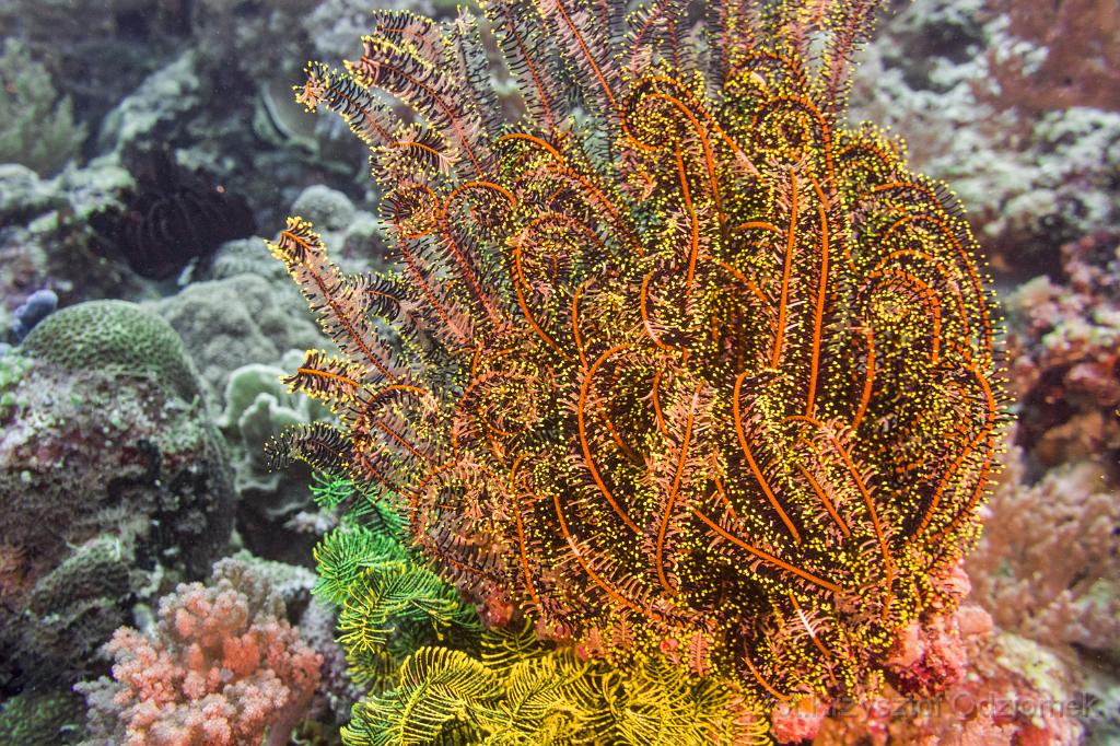 philippines,panglao,diving,scuba,underwater,photo,gallery,fish,lily,coral reef