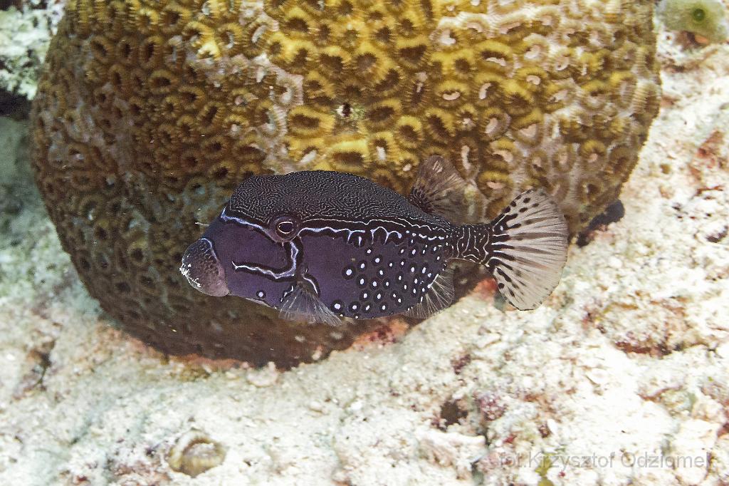 philippines,panglao,diving,scuba,underwater,photo,gallery,fish,solar boxfish,coral reef