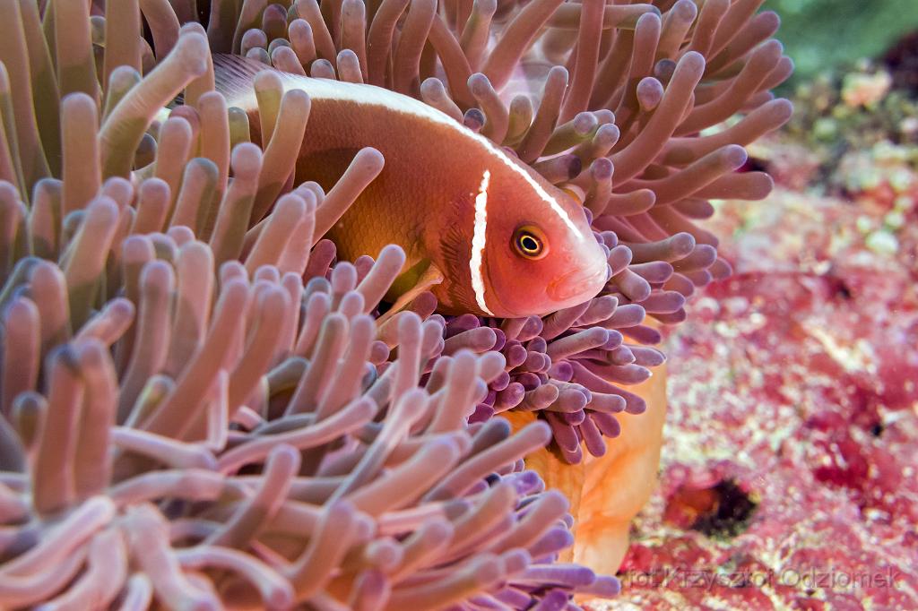 philippines,panglao,diving,scuba,underwater,photo,gallery,fish,skunk striped anemonefish,clownfish,coral reef
