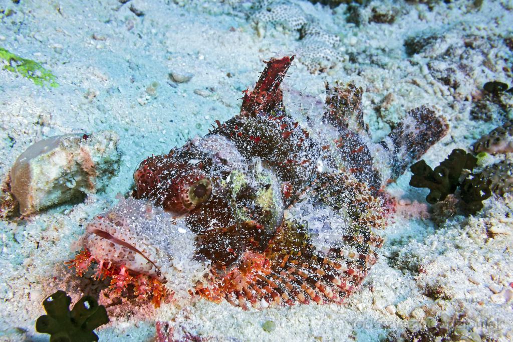 philippines,panglao,diving,scuba,underwater,photo,gallery,fish,scorpionfish on the coral reef,coral reef