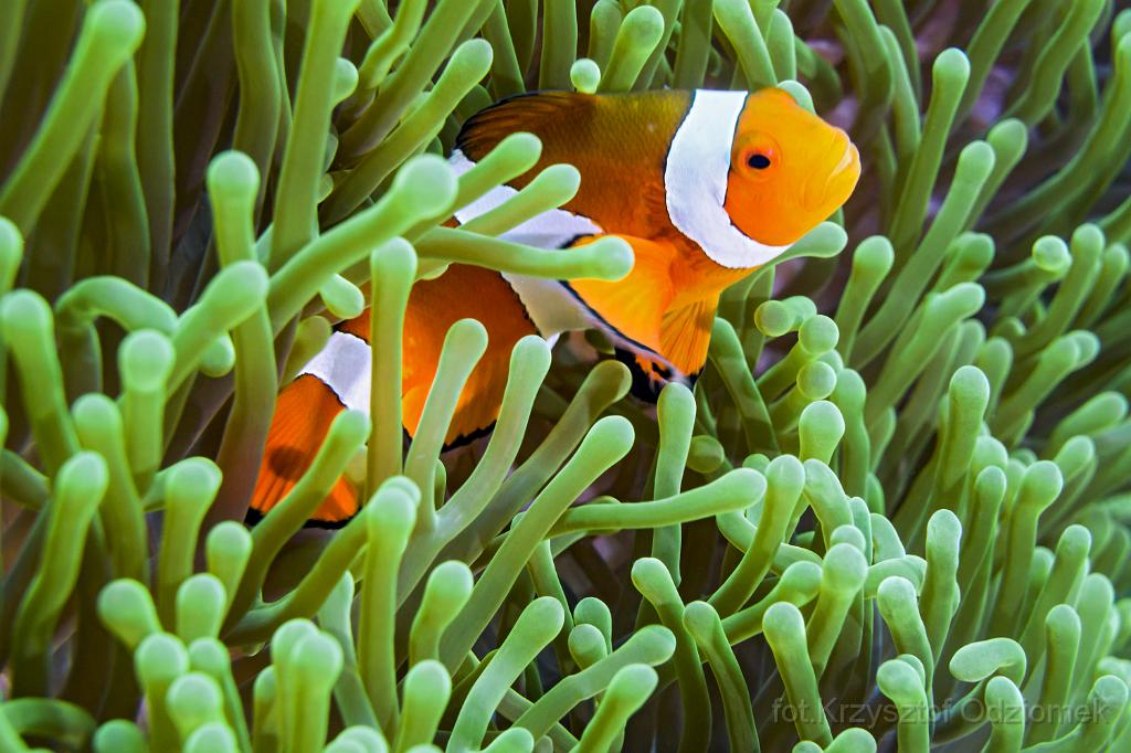 philippines,panglao,diving,scuba,underwater,photo,gallery,fish,anemonefish,clownfish,coral reef