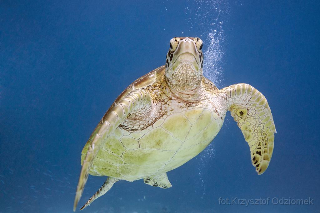 philippines,panglao,diving,scuba,underwater,photo,gallery,fish,green turtle in the  blue,coral reef