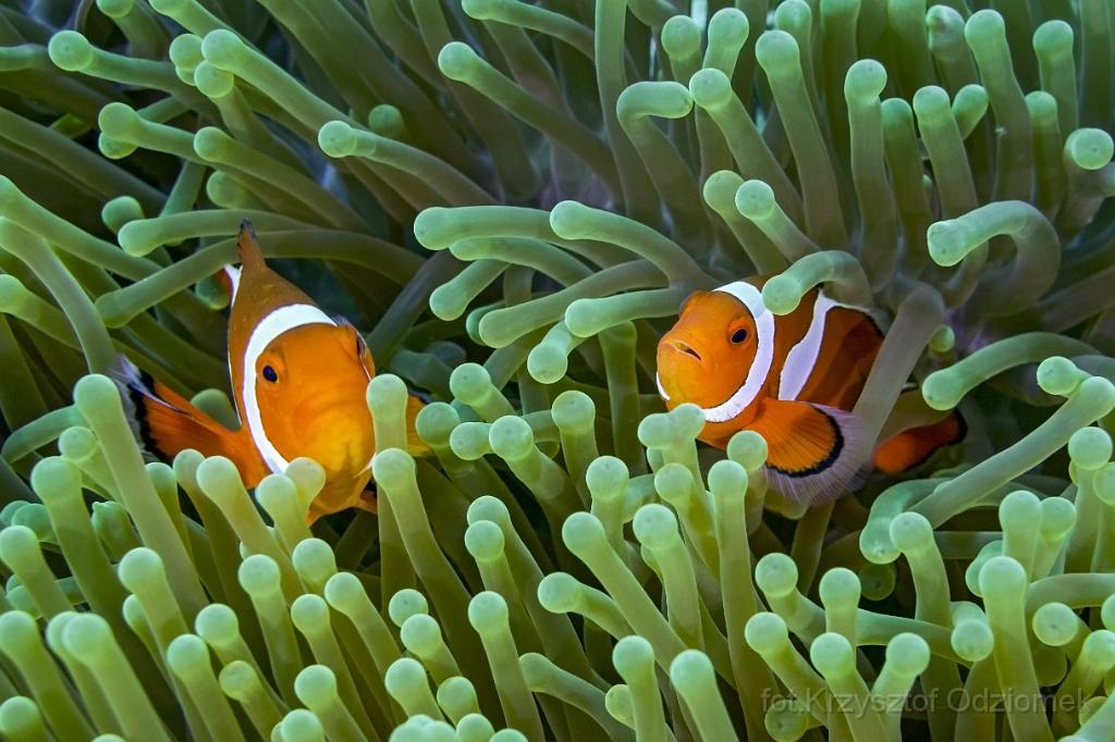 philippines,panglao,diving,scuba,underwater,photo,gallery,fish,anemonefish,clownfish,coral reef