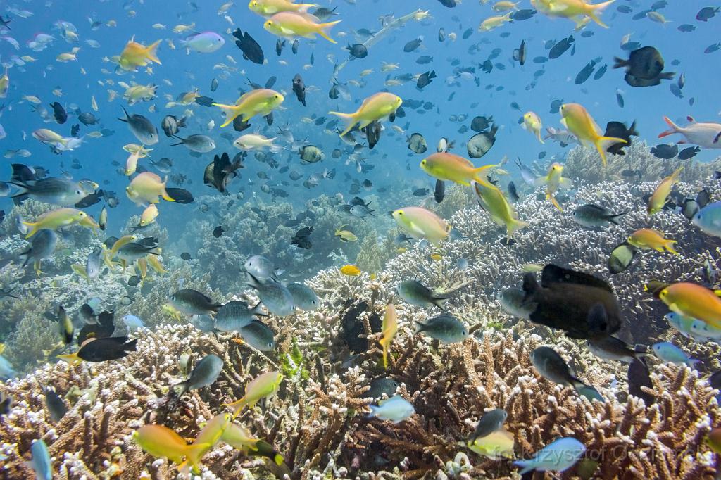 philippines,panglao,diving,scuba,underwater,photo,gallery,fish,anthias,coral reef