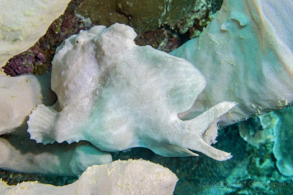 philippines,panglao,diving,scuba,underwater,photo,gallery,fish,white frogfish on the coral reef,coral reef