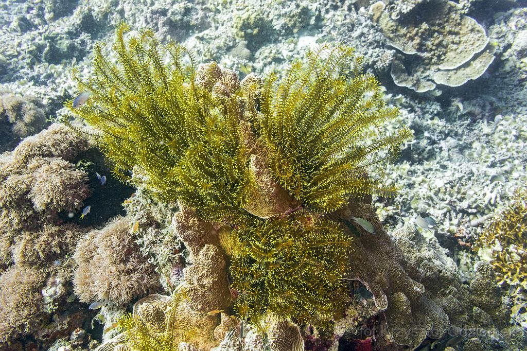 philippines,panglao,diving,scuba,underwater,photo,gallery,fish,sea lily,coral reef
