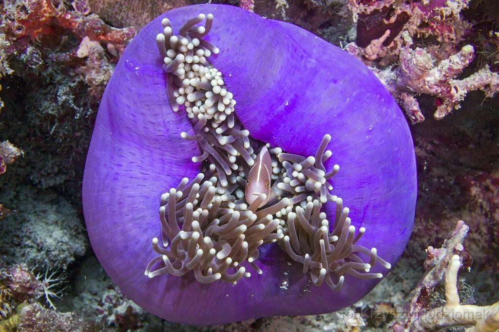 philippines,panglao,diving,scuba,underwater,photo,gallery,fish,anemonefish,clownfish,coral reef,anemonefish,clownfish