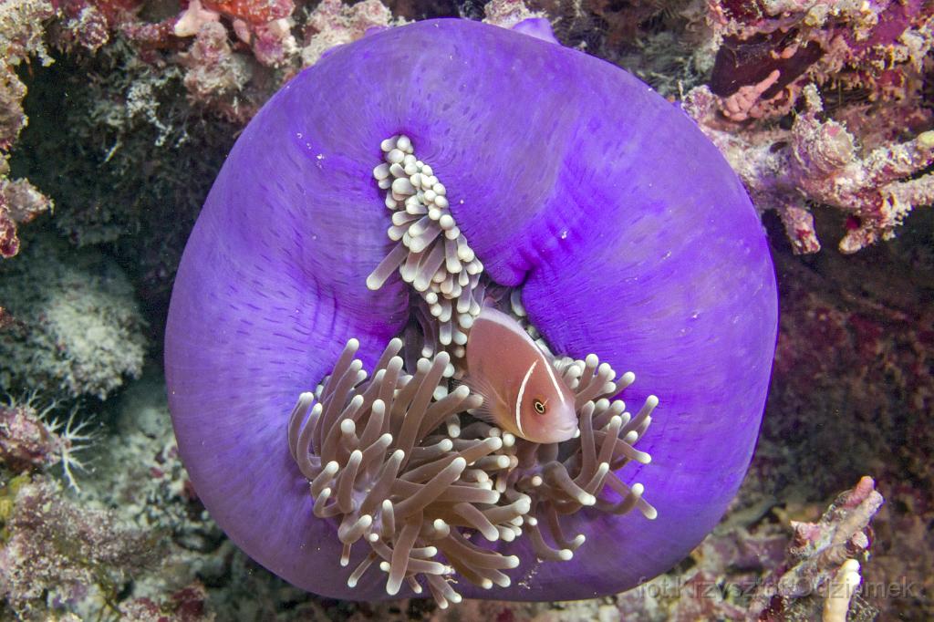 philippines,panglao,diving,scuba,underwater,photo,gallery,fish,scunk striped anemonefish,clownfish,coral reef