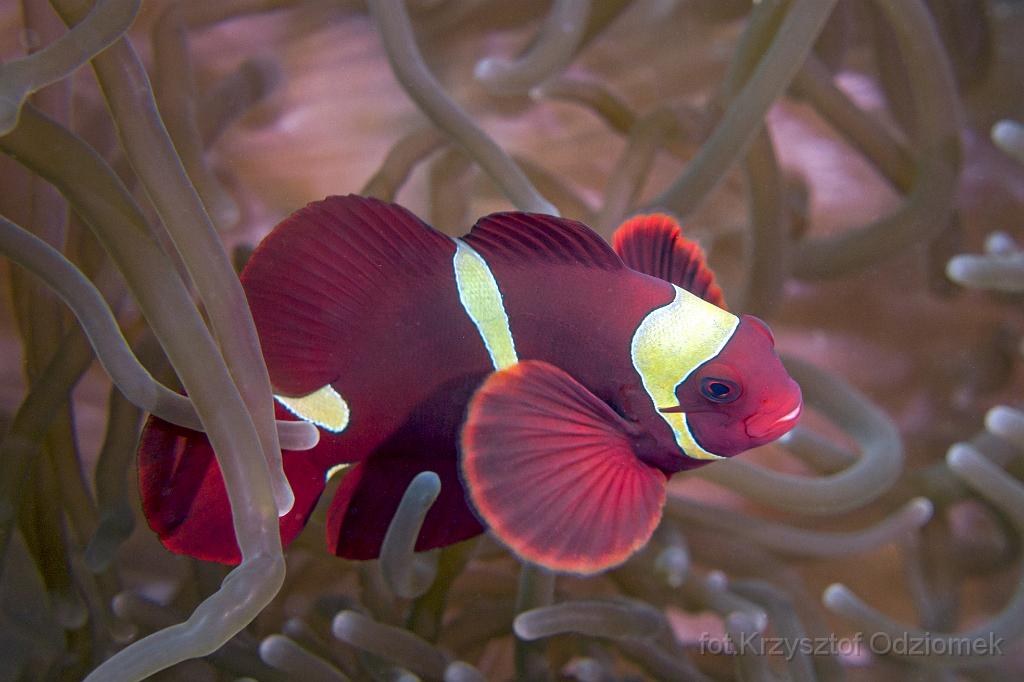 philippines,panglao,diving,scuba,underwater,photo,gallery,fish,maroon clownfish,coral reef