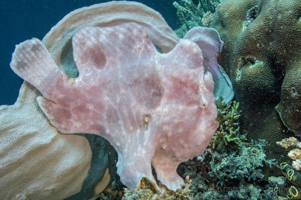 philippines,panglao,diving,scuba,underwater,photo,gallery,fish,frogfish,coral reef