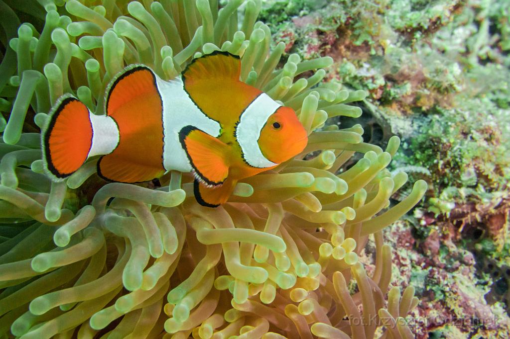 philippines,panglao,diving,scuba,underwater,photo,gallery,fish,anemonefish,clownfish,coral reef