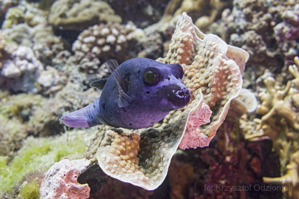 philippines,panglao,diving,scuba,underwater,photo,gallery,fish,puffer fish,coral reef