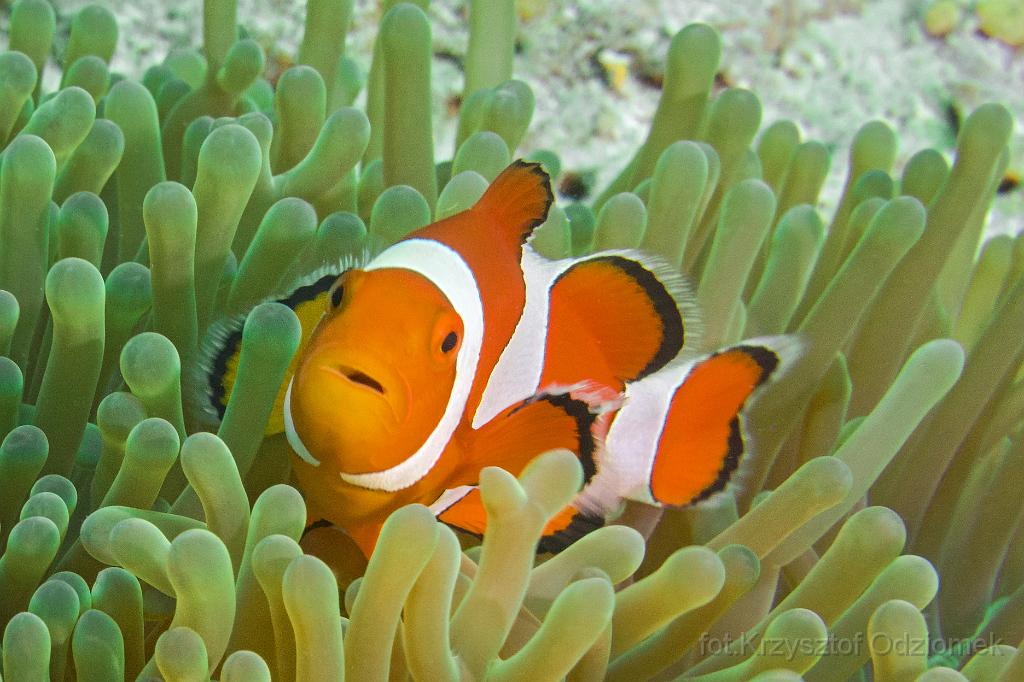 philippines,panglao,diving,scuba,underwater,photo,gallery,fish,anemonefish,clownfish,coral reef