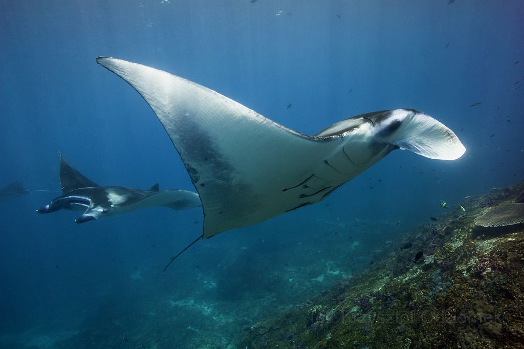 indonesia,bali,scuba,diving,underwater,fish,gallery,coral,reef,manta