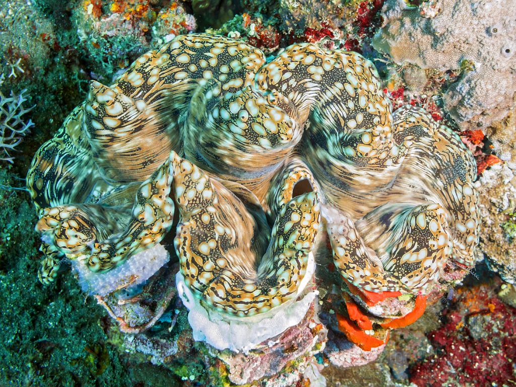 indonesia,bali,scuba,diving,underwater,fish,gallery,coral,reef,Giant clam