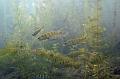 Łagów,ciecz,ryba,okoń,jezioro,nurkowanie,zdjęcia,galeria,podwodne życie,dzika przyroda