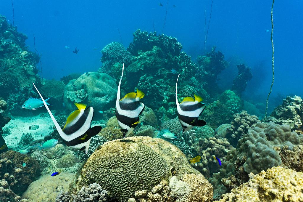 Madagascar,bannerfish,underwater,diving,fish