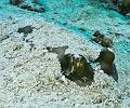 Madagascar,stingray,underwater,diving,fishphoto gallery