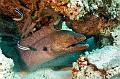 Madagascar,moray,underwater,diving,fishphoto gallery