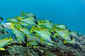 Madagascar,Sweetlips,underwater,diving,fishphoto gallery