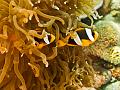 Madagascar,anemonefish,clownfish,underwater,diving,fishphoto gallery