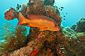 Madagascar,red,snapper,underwater,diving,fishphoto gallery