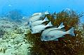 Madagascar,silver,Sweetlips,underwater,diving,fishphoto gallery