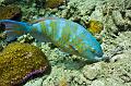 Madagascar,parrotfish,underwater,diving,fishphoto gallery