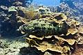Madagascar,grouper,underwater,diving,fishphoto gallery