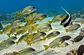 Madagascar,blackspotted sweetlips,bannerfish,underwater,diving,fishphoto gallery
