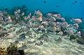 Madagascar,snapper,lutjanus,underwater,diving,fishphoto gallery