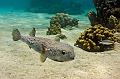 Madagascar,porcupine fish, diodon,underwater,diving,fishphoto gallery
