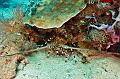 Madagascar,lobster,underwater,diving,fishphoto gallery