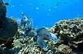 Madagascar,underwater,diving,fishphoto gallery