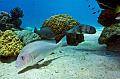 Madagascar,underwater,diving,fishphoto gallery