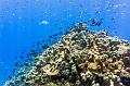 Madagascar,coral,reef,shoal,underwater,diving,fishphoto gallery