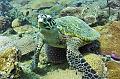 Madagascar,sea,turtle,reptile,reef,shoal,underwater,diving,fishphoto gallery