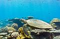 Madagascar,turtle,reptile,underwater,diving,fishphoto gallery