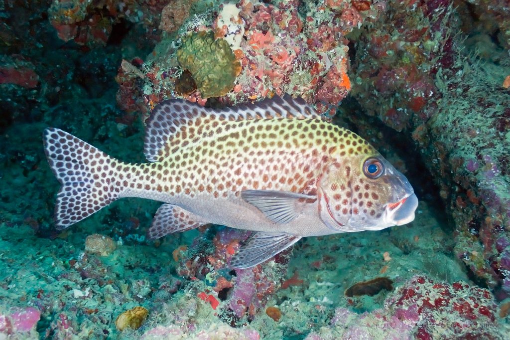 maldives underwater diving atol safari sweetlips fish