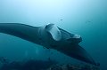 manta,fish,diving,maldives,photo,gallery,manta,ray