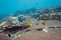 fish,diving,maldives,photo,gallery,sweetlips,coral,reef