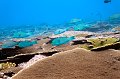 fish,diving,maldives,photo,gallery,parrotfish,coral,reef