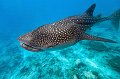 fish,diving,maldives,photo,gallery,whale,shark