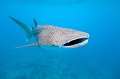 fish,diving,maldives,photo,gallery,whale,shark