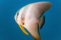 fish,diving,maldives,photo,gallery,batfish